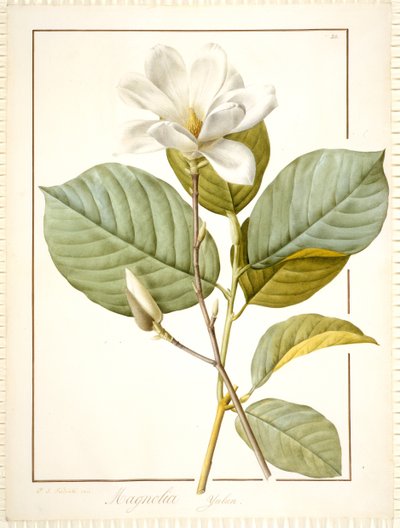 Magnolia Yulan, Magnolia Denudata, 1812 von Pierre Joseph Redouté